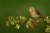 Linduska lesni - Anthus trivialis - Tree Pipit 0158